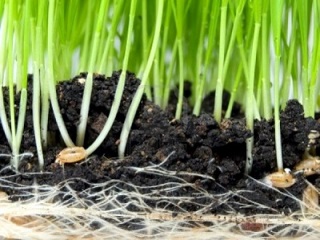 germinazione-di-grano-nel-suolo