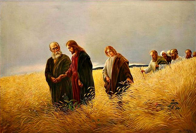 #Vangelo (5 settembre): Un sabato Gesù passava fra campi di grano