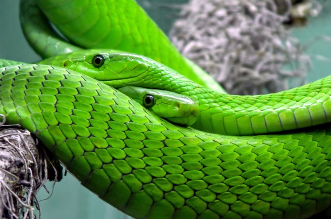 snake-mamba-green-mamba-toxic-38268-1