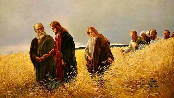 #Vangelo (10 agosto): Se il chicco di grano muore, produce molto frutto.