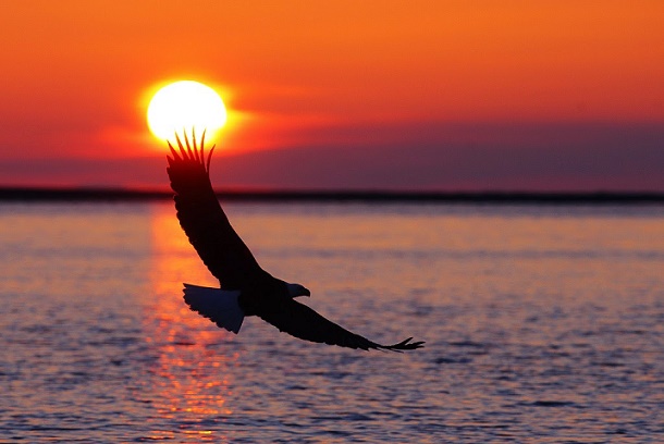 eagle-in-the-sunset-wallpapers-3