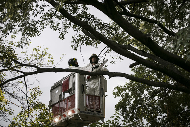Choc a Milano. Uomo trovato impiccato ad un albero a 9 metri di altezza