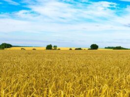 Immagine di un campo di grano che ricorda i colori della bandiera ucraina